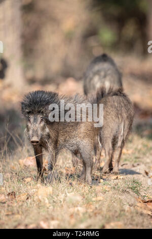 Wild boar (Sus sus davidi) in India Stock Photo
