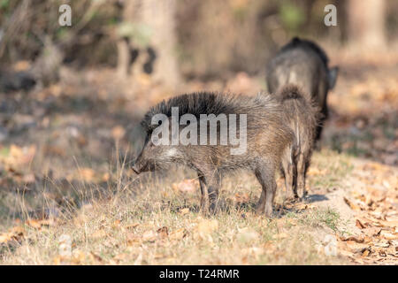 Wild boar (Sus sus davidi) in India Stock Photo
