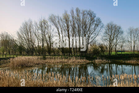 Dawn rises over a small pond flanked by trees and reeds with reflections under a bright blue sky in Beverley, Yorkshire, UK. Stock Photo