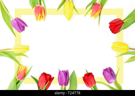 Springtime template - flat view of fresh multi colored tulips flowers in a row on a white background with copy space. Stock Photo