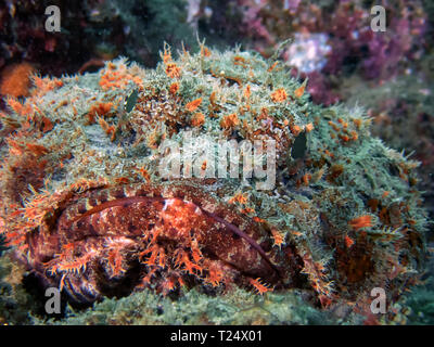 California Scorpionfish (Scorpaena guttata Stock Photo - Alamy