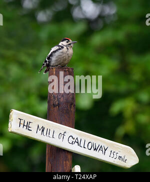Great Spotted Woodpecker, Perched on Post in Garden, Stock Photo