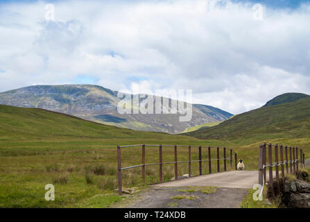 Sheep On Bridge, Grampian, Scotland Stock Photo
