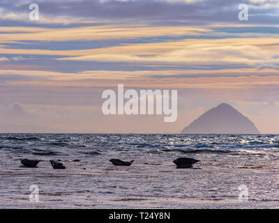 Common Seals basking on rocks out at Sea, with the Ailsa Craig in the background, Isle of Arran, Scotland, UK