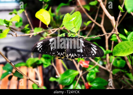 A female Cairns birdwing butterfly with its wings open on a plant in the tropical greenhouse located in South Deerfield Massachusetts. Stock Photo
