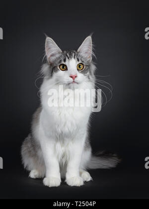 Cute black silver bicolor spotted tabby Norwegian Forest cat kitten, sitting straight up. Looking beside lens with yellow with green eyes. Stock Photo