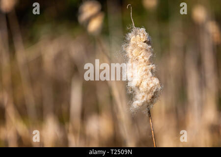 Close up of fluffy seed head of single bullrush with out of focus background Stock Photo