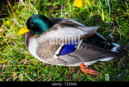 Closeup of colourful male Mallard duck sitting on river's edge Stock Photo