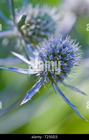 Sea holly, Blue eryngo, or Eryngium planum, close-up with blurred background, portrait Stock Photo