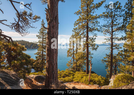 Jeffrey pine trees along the Lake Tahoe shore line, Lake Tahoe State Park, Nevada, United States Stock Photo