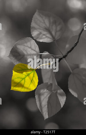 Selective color process of mountain aspen leaf in its fall foliage, Inyo National Forest, California,United States Stock Photo