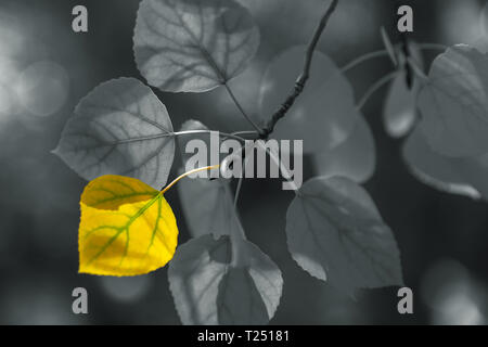 Selective color process of mountain aspen leaf in its fall foliage, Inyo National Forest, California,United States Stock Photo