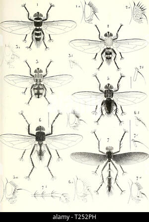 Archive image from page 850 of Diptères exotiques nouveaux ou peu Stock Photo