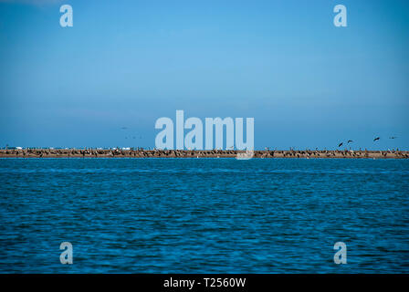 Brown Pelicans (Pelecanus occidentalis) Stock Photo