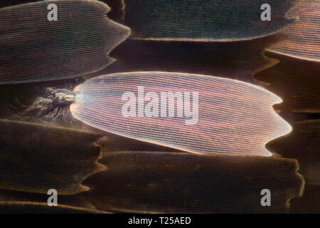 Extreme magnification - Butterfly wing under the microscope, 100x magnification Stock Photo