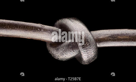 Extreme magnification - Human hair at microscope, 50x magnification Stock Photo