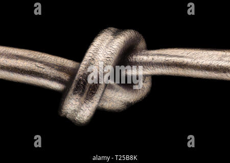 Extreme magnification - Human hair at microscope, 50x magnification Stock Photo