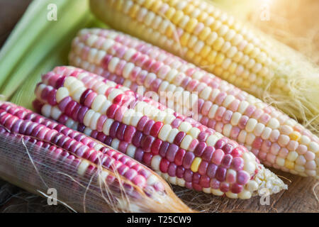 Colorful small ears waxy corns with silk, corn leaf and old wooden background. Stock Photo