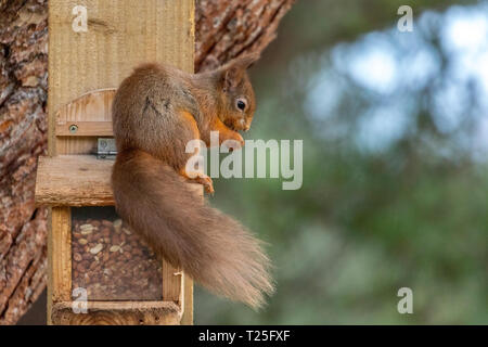 Red squirrel Sciurus vulgaris collecting nuts from a man made squirrel nut feeder amongst the scots pine trees in the Rothiemurchus Forest Stock Photo