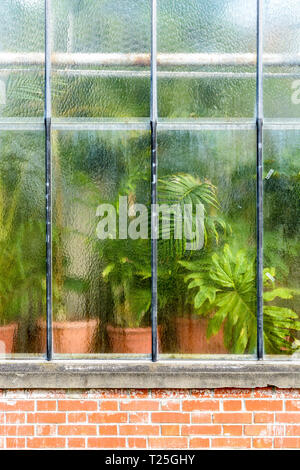 View from outside of various types of green potted plants behind the distorting glass wall of a tropical greenhouse on brick walls. Stock Photo
