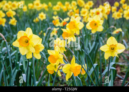 A field of wild daffodils in bloom in a garden. Stock Photo