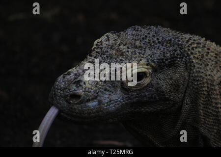Komodo dragon with the forked tongue sniff air. Close up portrait. The ...