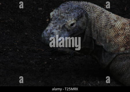 Komodo dragon with the forked tongue sniff air. Close up portrait. The ...