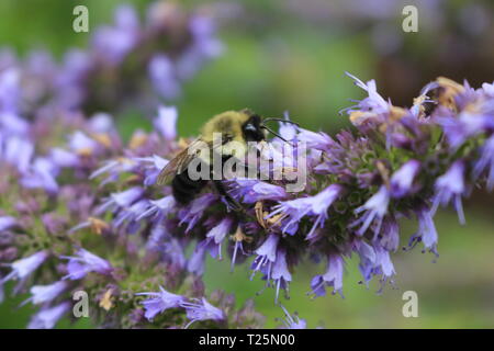 Image of giant Anise hyssop (Agastache foeniculum) in a summer garden.. Stock Photo