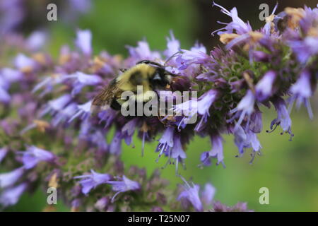 Image of giant Anise hyssop (Agastache foeniculum) in a summer garden.. Stock Photo