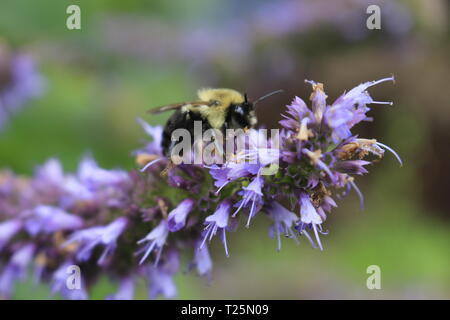 Image of giant Anise hyssop (Agastache foeniculum) in a summer garden.. Stock Photo