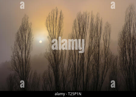 Poplar grove in the mist. Stock Photo