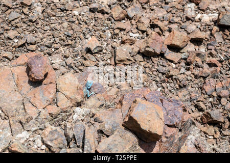 Sinai Agama (Pseudotrapelus sinaitus) with his sky-blue coloration in his rocky habitat, found in the Mountains Stock Photo