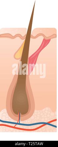Healthy hair bulb, hair growth icon, medical vector illustration Stock Vector
