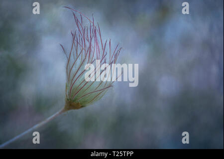 Seed head of the Apache Plume with an added texture in Moab, Utah. Stock Photo