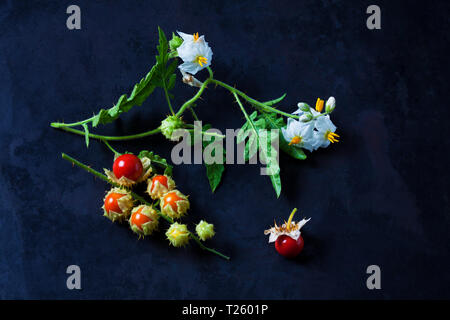 Sticky nightshade tomatoes, leaves and blossoms on dark ground Stock Photo