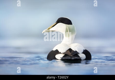 Close up of a male common eider (Somateria mollissima) in water, Norway. Stock Photo
