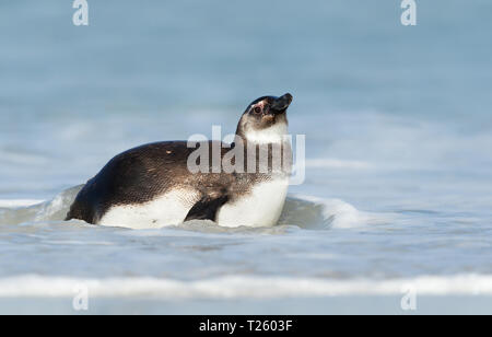 Close up of young Magellanic penguin (Spheniscus magellanicus) in water, Falkland islands. Stock Photo