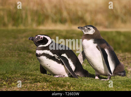 Close up of a Magellanic penguin (Spheniscus magellanicus) with a juvenile walking on grass, Falkland islands. Stock Photo