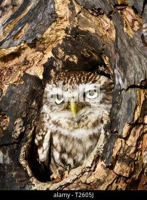 Close up of a Little owl (Athene noctua) perched in a tree trunk, UK. Stock Photo