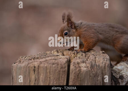 Cute red squirrel with nut in his mouth Stock Photo