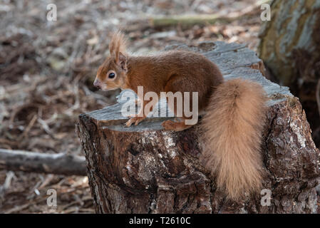 Cute red squirrel standing alert on a tree stump Stock Photo