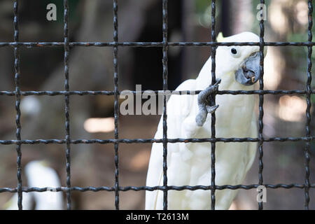 White cockatoo bird in the cage background. Stock Photo