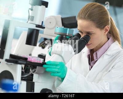 Cell Research, Scientist viewing cells in a multi well plate under the microscope in the laboratory Stock Photo