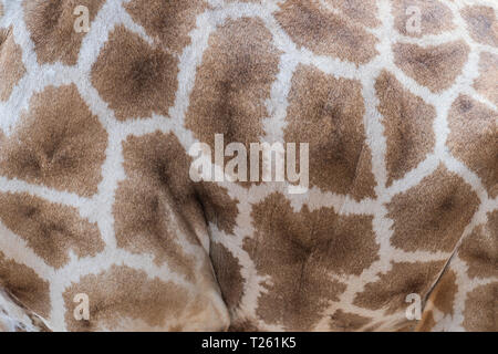 Close up skin giraffe texture, animal background. Stock Photo
