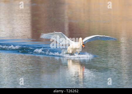 natural mute swan (cygnus olor) landing on water surface, spread wings Stock Photo