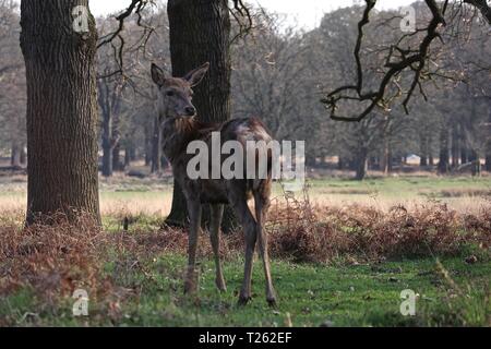Deer in Richmond Park London England 2019 Stock Photo