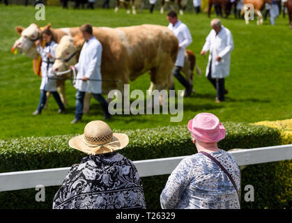 Pair of continental beef cattle walk with handlers around arena watched by spectators in sun hats - The Great Yorkshire Show, Harrogate, England, UK. Stock Photo