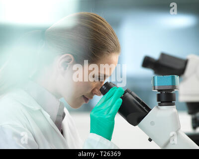 Scientist viewing a sample under a microscope in the laboratory Stock Photo