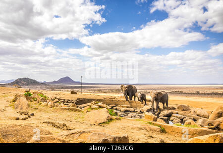 Herd of african elephants on savannah plains in Tsavo East park, Kenya Stock Photo