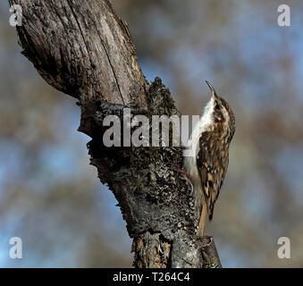 Treecreeper, Certhia familiaris, on a dead tree trunk Stock Photo